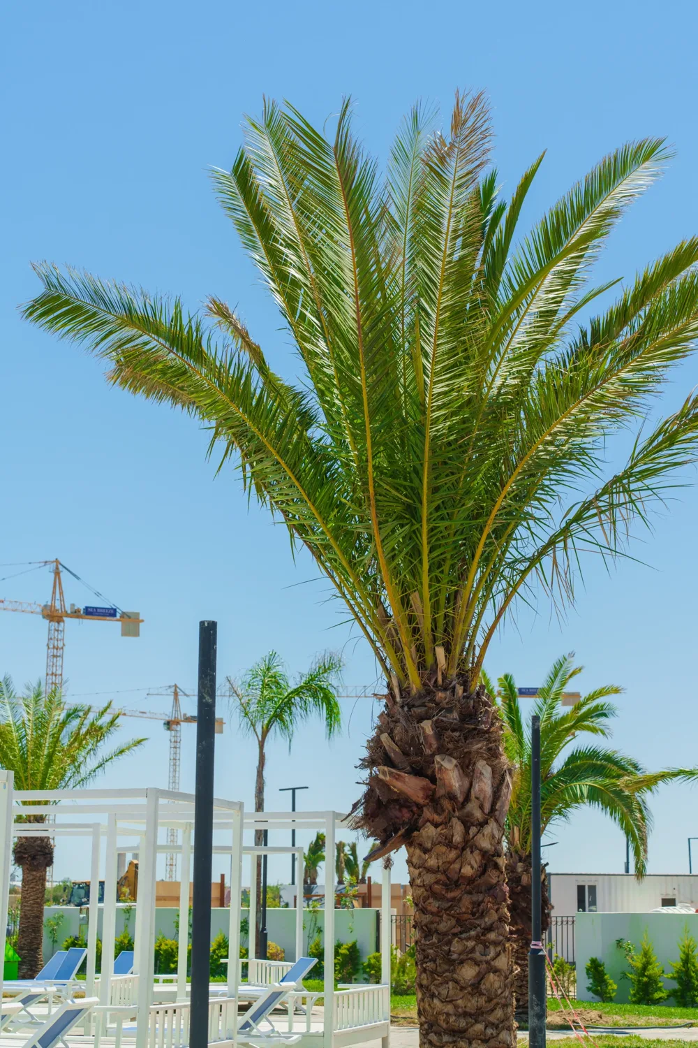 A palm above the sunloungers