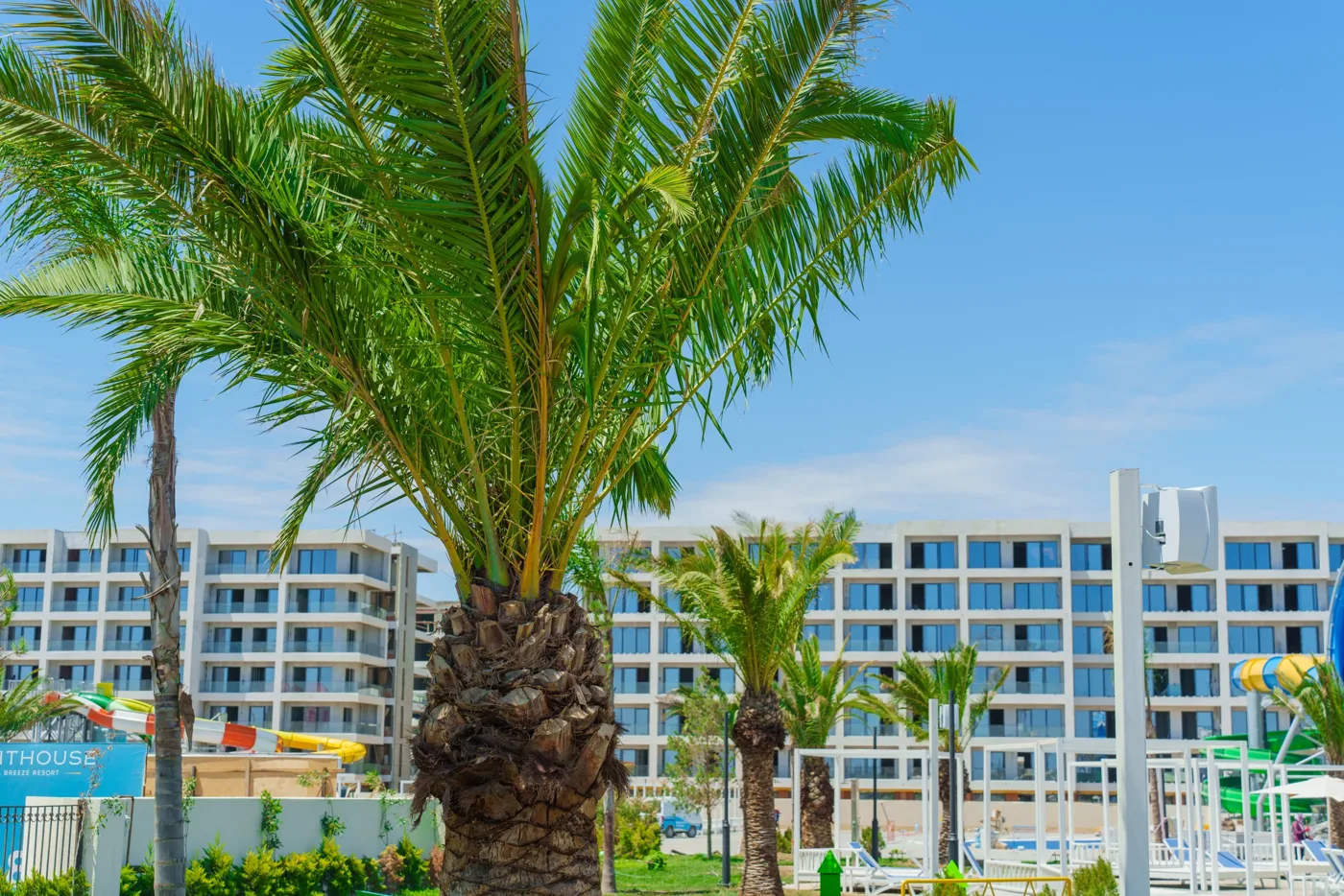 A date palm, with the slides and buildings behind it