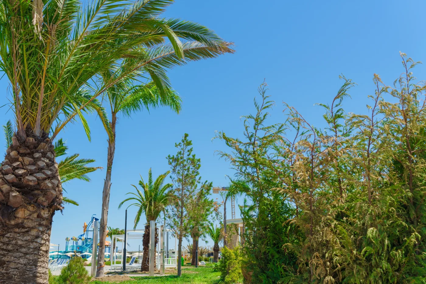 Palms and shrubs by the pool