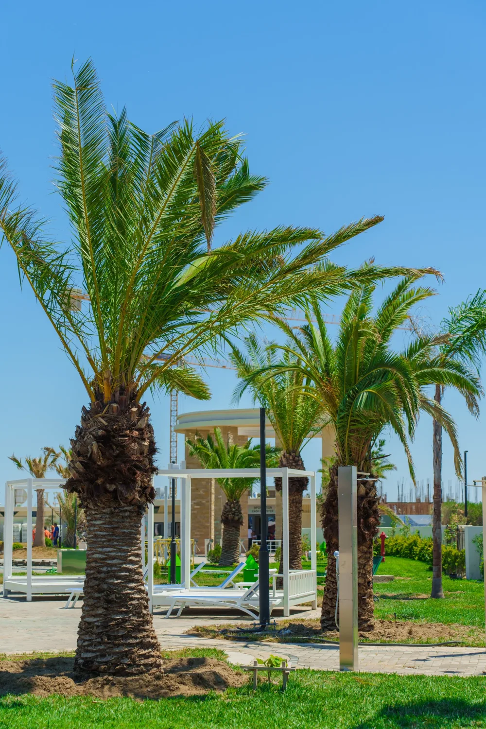 A palm by the white tents