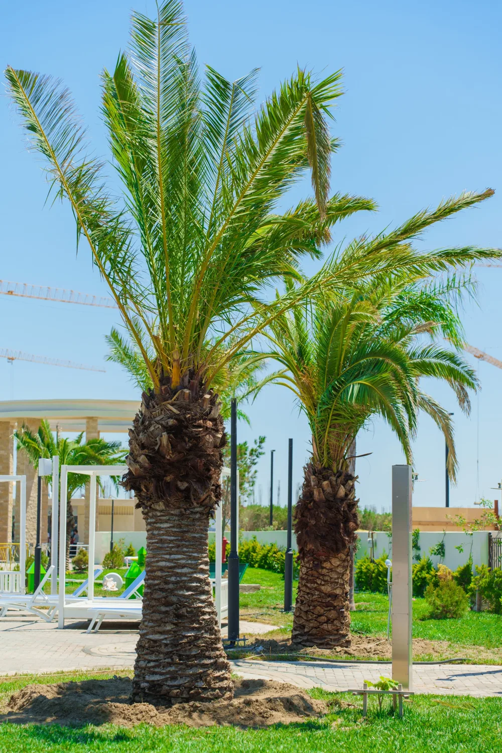 Two palms by the tents